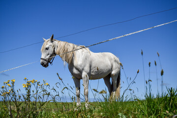 Caballo blanco en la pradera