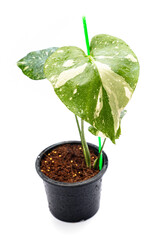 Monstera Thai Constellation isolated on white background, green nature foliage plant, botanical exotic leaf, white tropical rare variegated, expensive sprinkled design, fresh young monstera in pot