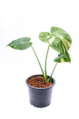 Monstera Thai Constellation isolated on white background, green nature foliage plant, botanical exotic leaf, white tropical rare variegated, expensive sprinkled design, fresh young monstera in pot