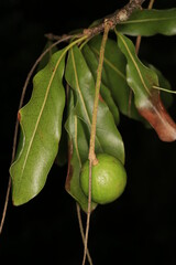 Organic macadamia nut in Hawaii