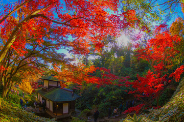 鮮やかな紅葉と日本家屋