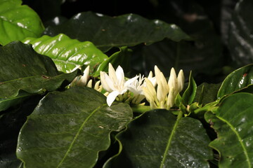 Fresh coffee flowers and leaves in Hawaii