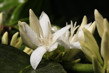 Dewy coffee flower closeup after rain in Kona