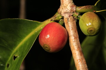 Red and green organic coffee cherries in Hawaii