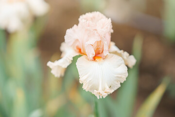 Blooming light pink iris Flower On Blurred Natural Green Background. yellow toffee bush with drops after rain. Spring, summer concept. Close up photo