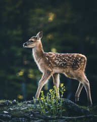 Bambi in the Forest - Baby red Deer during Spring in Austria on a sunny day