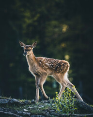 Bambi in the Forest - Baby red Deer during Spring in Austria on a sunny day