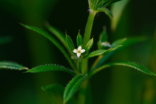 Blossom of Cleaver // Bl&uuml;te des Kletten-Labkraut (Galium aparine)