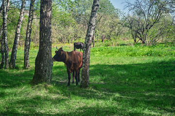 Cow with calf on a pasture in a birch forest on a sunny day