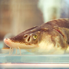 The head of a sturgeon in the aquarium of the store, fish close-up