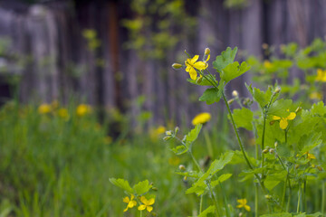 Celandine yellow flowers near the old grey wooden wall. 