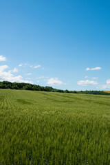 夏の緑のムギ畑
