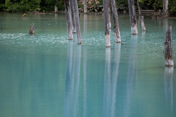 夏の青い池　美瑛町
