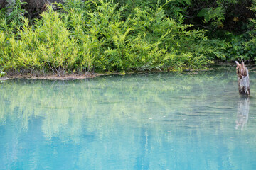 夏の青い池　美瑛町

