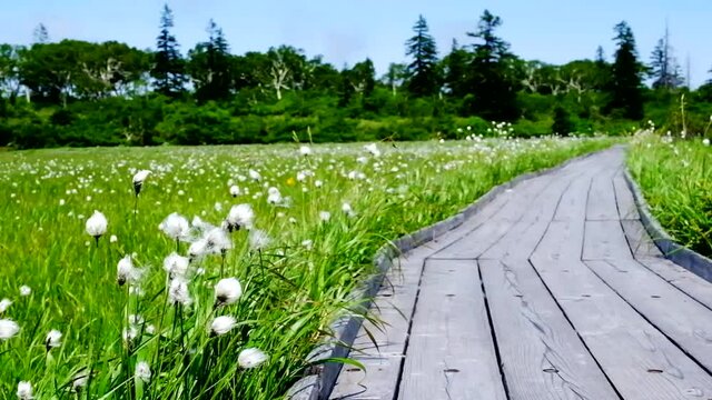 白いワタスゲの群落と木道　７月の北海道神仙沼にて