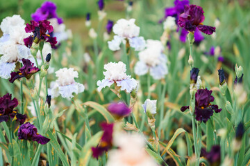 meadow or field blooming multicolored iris Flower On Blurred Natural Green Background. Spring, summer concept. Close up photo