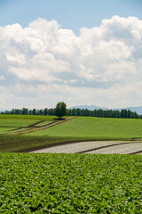 夏の畑作地帯に立つシラカバの木
