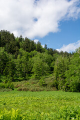 Fototapeta na wymiar 緑の山岳地帯の森　旭岳 