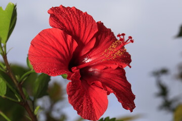 Hibiscus flower closeup from Hawaii