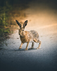 wild rabbit on a asphalt road in summer