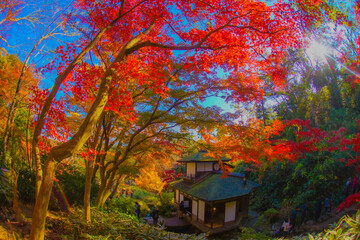鮮やかな紅葉と日本家屋