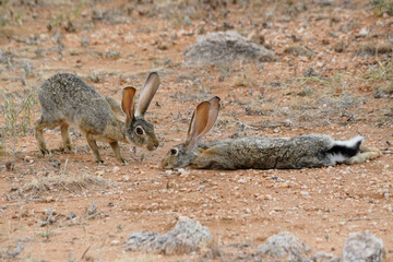 African hares courting, Samburu Game Reserve, Kenya