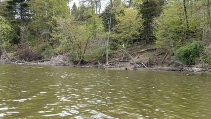 Heron's on trees by the water
