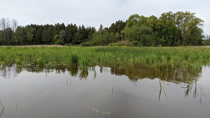 reflection of trees in water