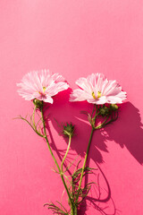 Fresh pink flowers on pink background. Natural beauty product. Flat lay, top view, copy space. Flowers composition. Spring, summer concept