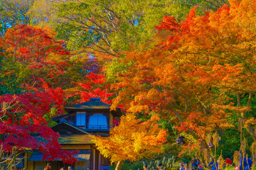 鮮やかな紅葉と日本家屋