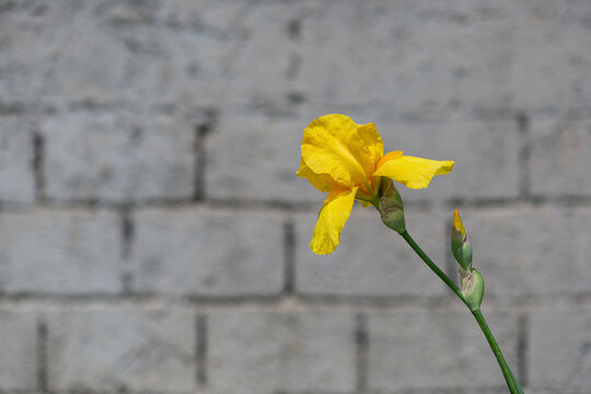 Lonely yellow iris flower with water drops on petals on a dusty concrete brick wall background with copy space for an inscription