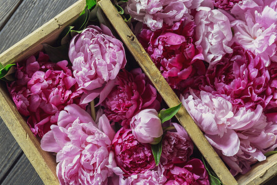 Flower heads of fresh peonies in a wooden box on a wooden table. Top view, copy space .