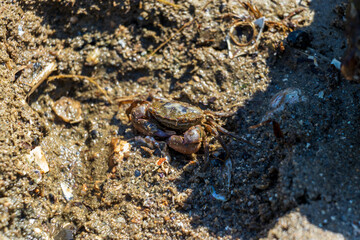 潮が引いた磯の小さなカニ	