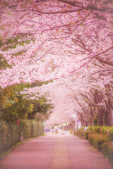 調布飛行場の桜並木