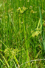 Grasses and sedges growing in a wetland habitat