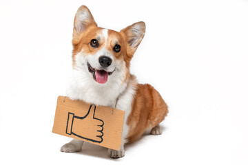 Playful Pembroke Welsh Corgi dog with thumb-up sign on cardboard sheet looks at camera standing on white background closeup