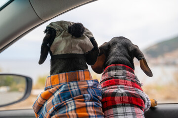 Two generations of funny dachshund dogs in flannel plaid shirts sit in passenger seat of car together and look out the window, view from the back. Travel with pet. 