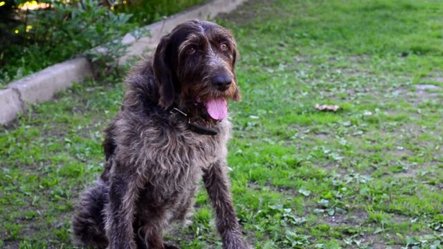 dog breed drathaar on a summer day walking in the park, hunting dog