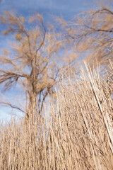 San Pedro de Atacama, pueblo turístico en medio del desierto