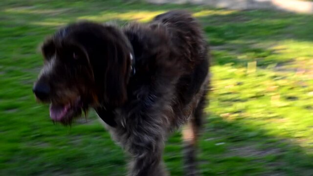 dog breed drathaar on a summer day walking in the park, hunting dog