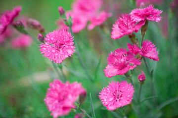 雨の後、雨滴に濡れる石竹の花	