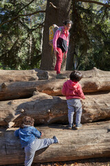Mother and two children climb logs. Woman and children in the forest. Afternoon of happiness and play. Family session