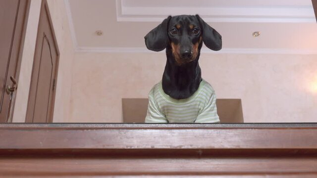 Cute curious dachshund puppy in home t-shirt come to edge of the stairs and looks down from top step. Dog is afraid to go down. Harmful type of physical activity for the breed.