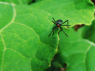Large beautiful image of a giant mesquite bug on a cabbage green leaf. Photo of a stunning huge...