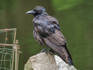 Crow (Corvus) on a rock