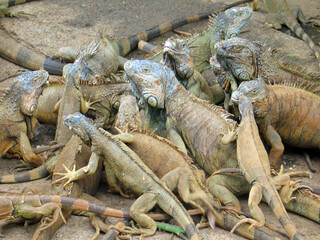 Iguana pile on the island of Roatan