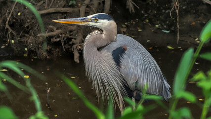 great blue heron (Ardea)