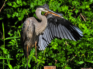 Juvenile great blue heron stretching his wing