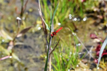 ハッチョウトンボ（オス）