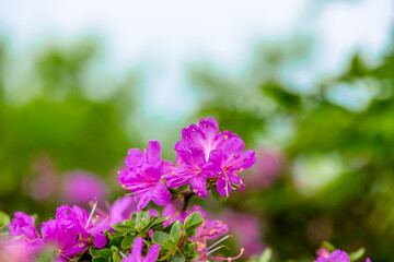 Fototapeta premium 鶴見岳のミヤマキリシマ